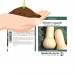 Waltham Butternut Winter Squash Garden Seeds - 1 Oz - Heirloom, Non-GMO - Vegetable Gardening Seed - Butter Nut   566864364